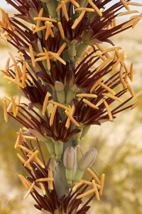 Closer View of the Flowering Stalk