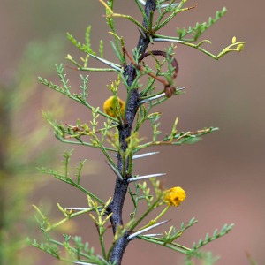 Acacia with very small leaves