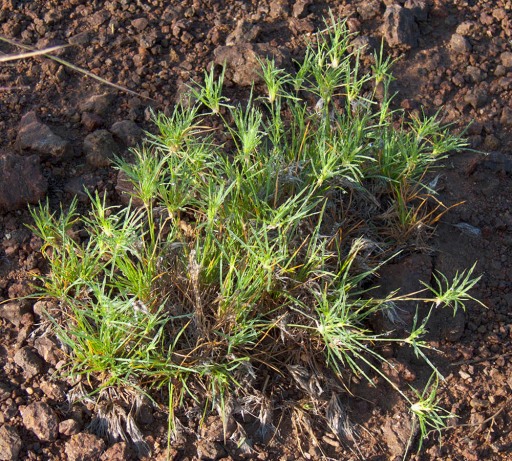 Maturing Fluffgrass Plant