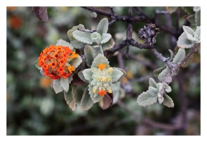_MG_6170-Buddleia marrubifolia
